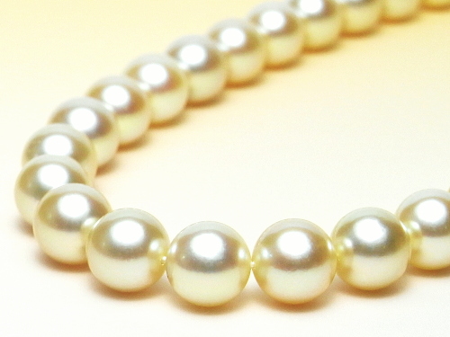 高品質＆ナチュラルゴールドカラーのアコヤ真珠ネックレス（8.5～8.0mm）
